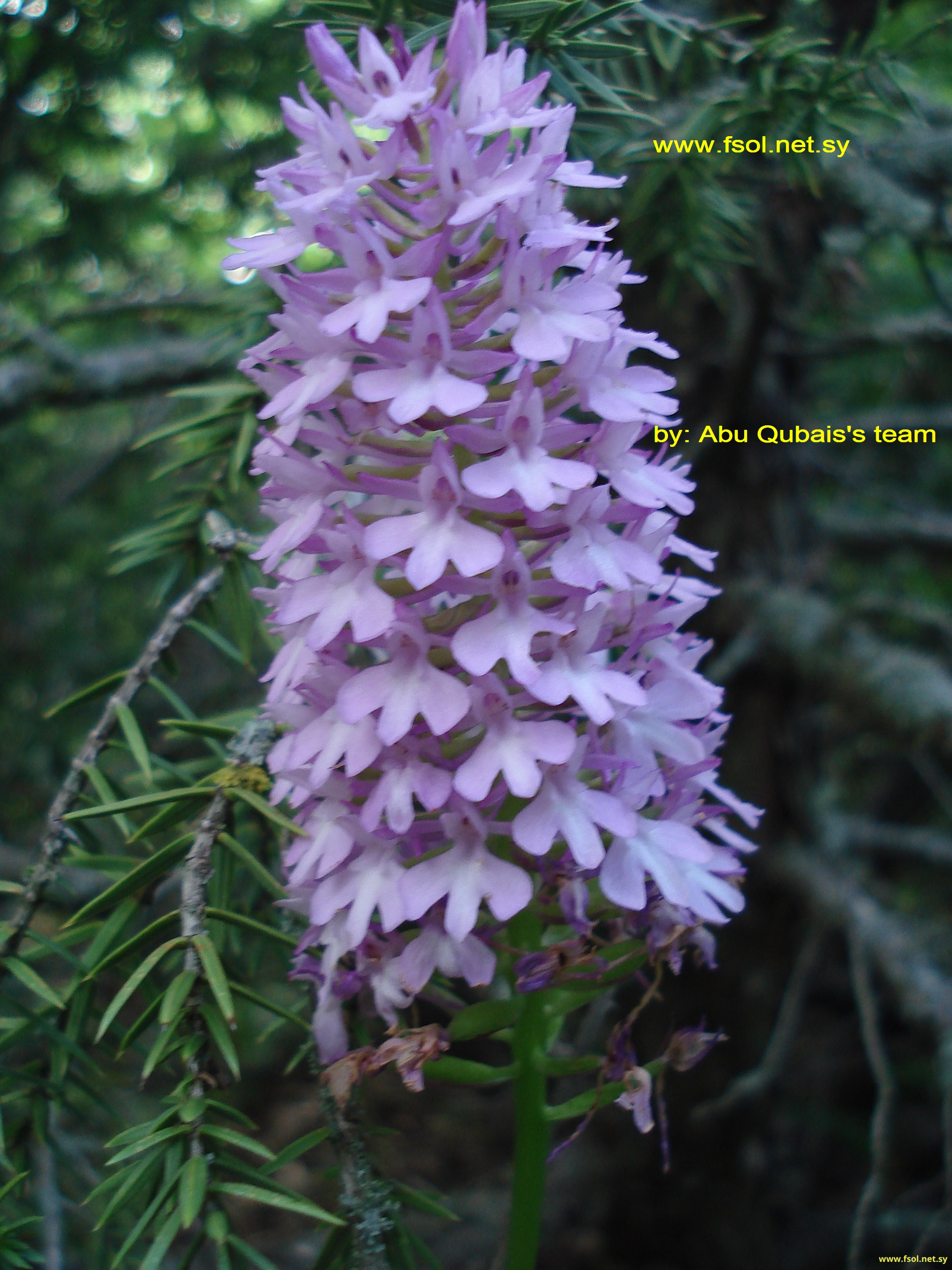 Anacamptis pyramidalis (L.) R. Br.